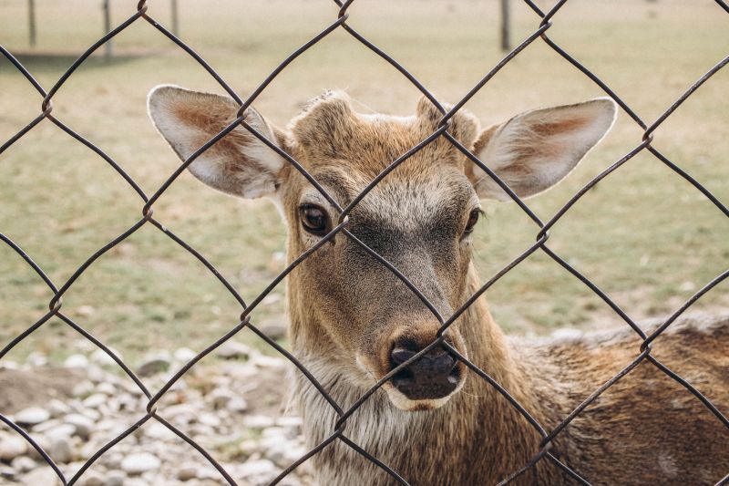 Wildlife Fence Repair